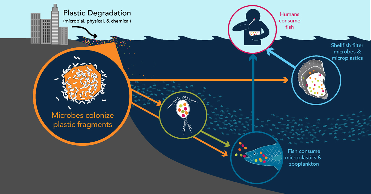 Runoff, rivers, and ground water bring plastics to the ocean