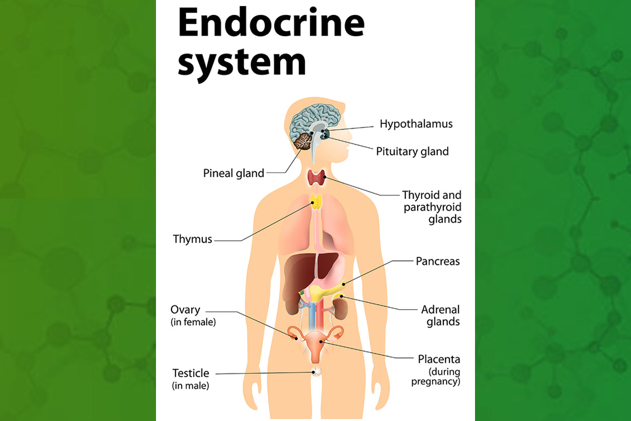 Endocrine system infograph