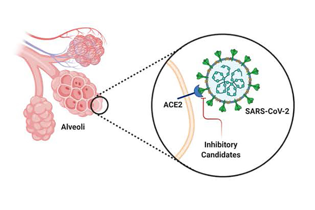 SARS-CoV-2 spike protein
