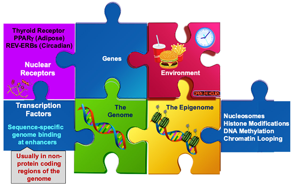 influences, drawn as puzzle pieces, of circadian rhythms and metabolism