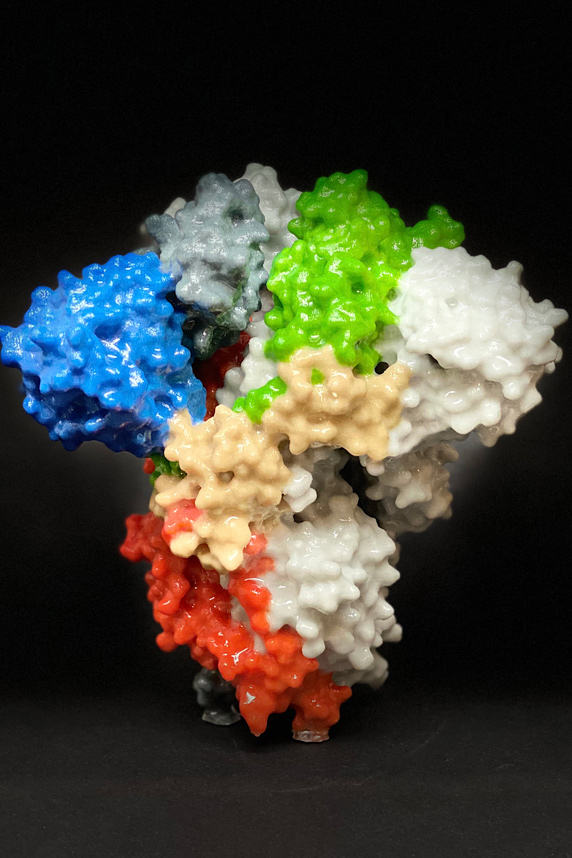 3D print of a spike protein on the surface of SARS-CoV-2