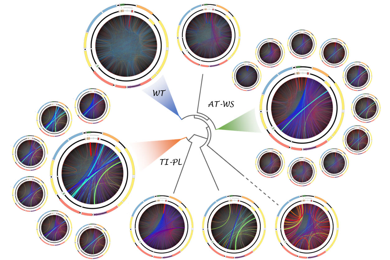 deletions in mitochondrial DNA
