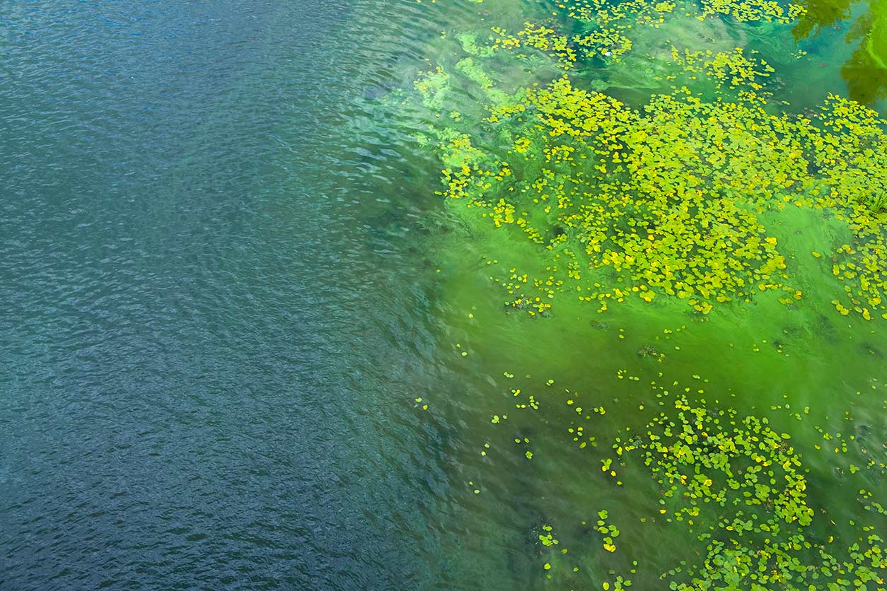 algal blooms