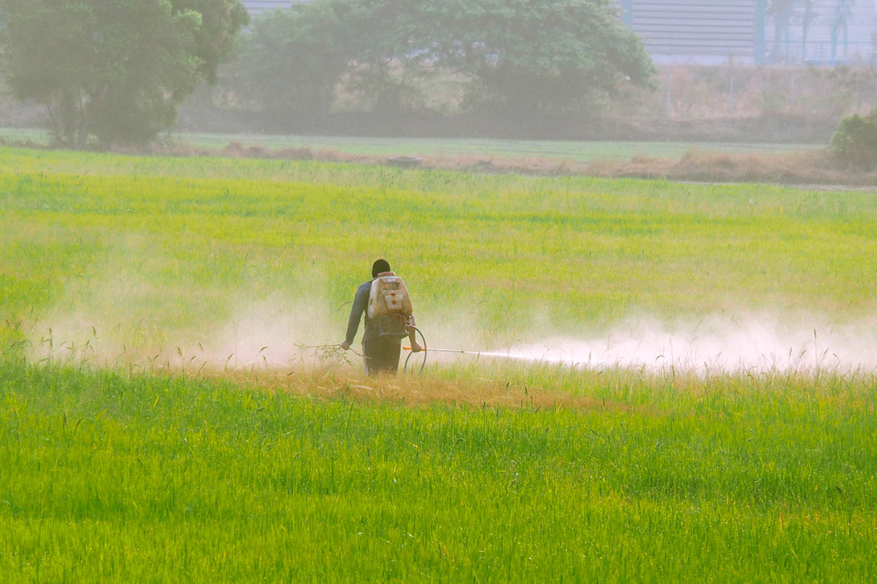 a person sprays a mist of pesticide in a rice field