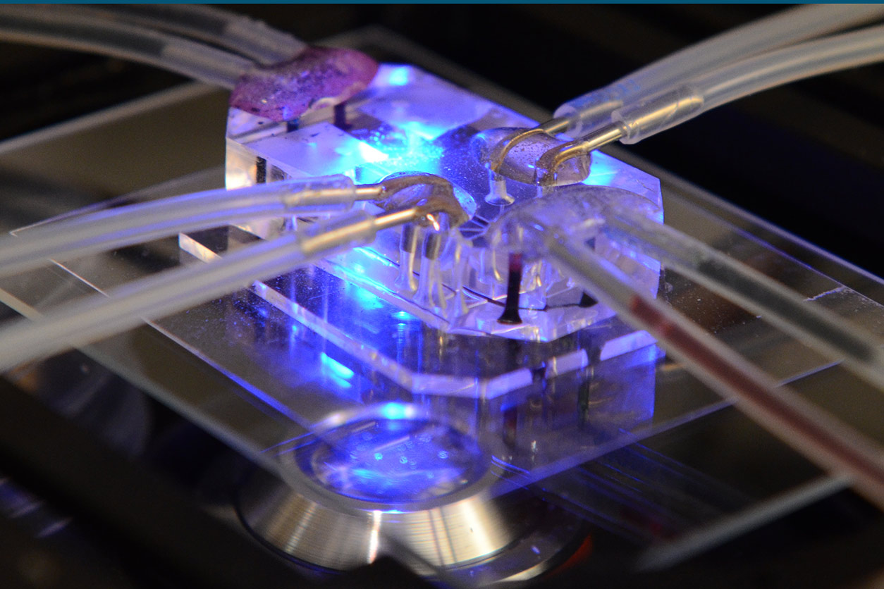 a microphysiological systems (MPS) that models lung function for drug testing