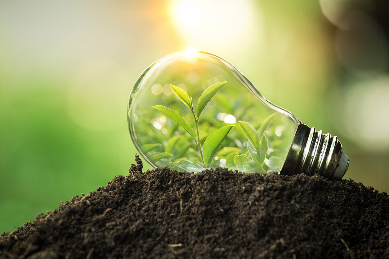 tree growing atop soil in a light bulb