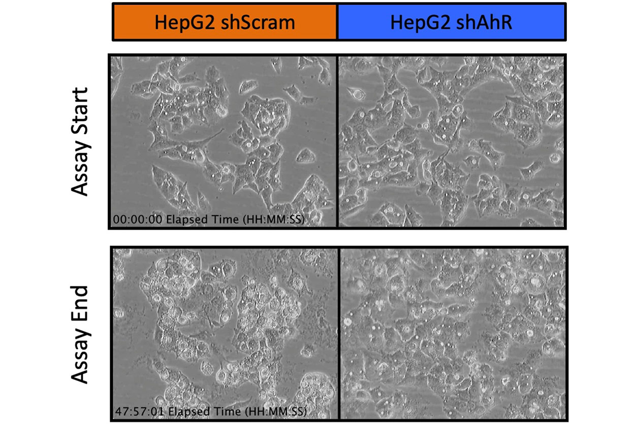 human hepatocellular carcinoma cells wihtout and with target AhR