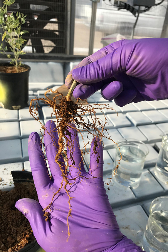 Plant roots
