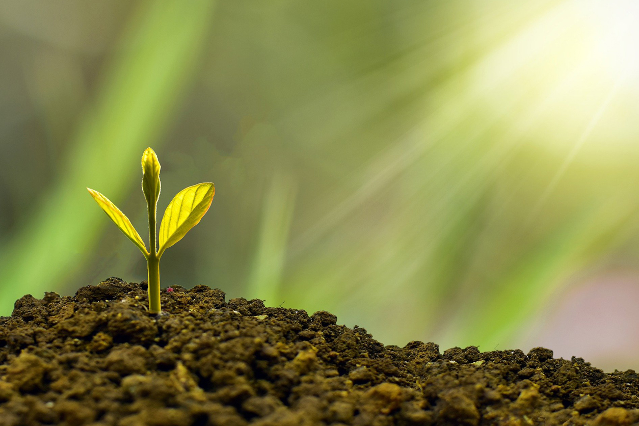 Sun shining on a sprout in the dirt