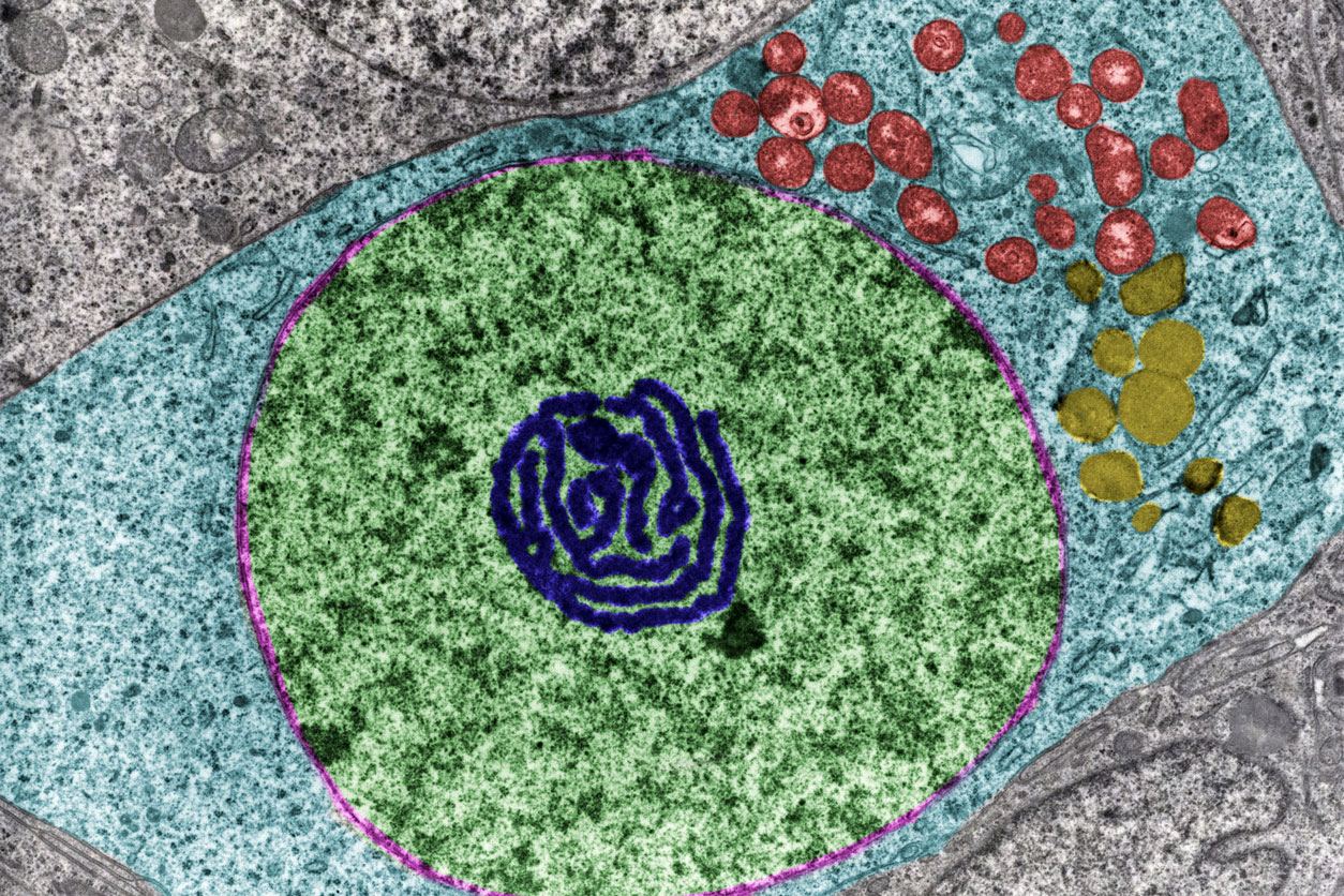 The cell’s nucleus (green) and nucleolus (dark blue)