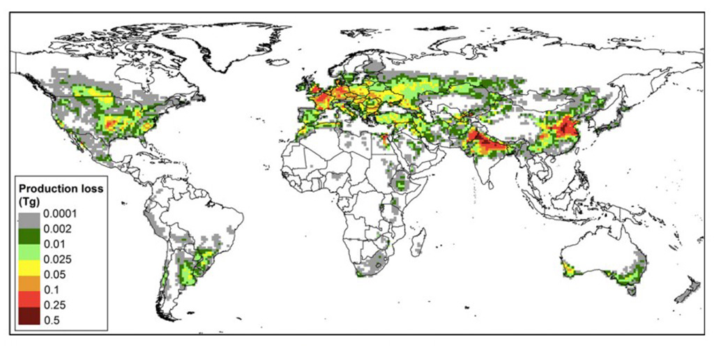 Graphic of world map showing color coded production loss for wheat