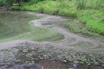 Fats and oils over Discovery Lake