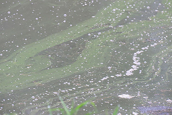 Cyanobacteria film over lake