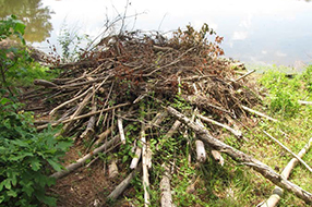 Occupied beaver lodge by a river
