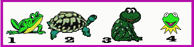 frog, turtle, frog, Kermit the Frog