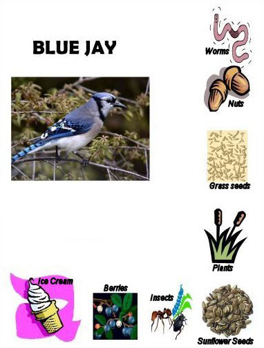 Blue Jay