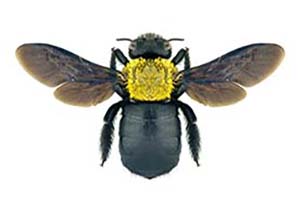 Carpenter Bee 2