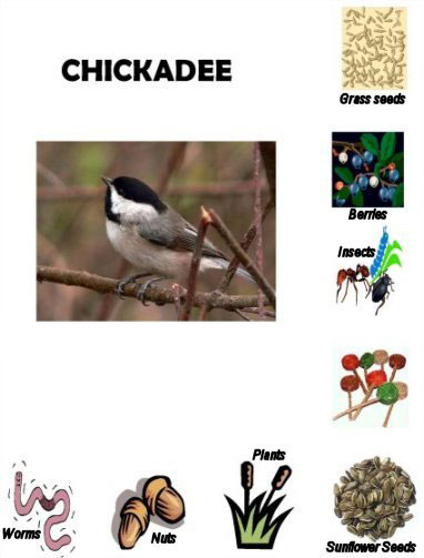 Chickadee