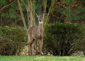 Doe at NIEHS entrance