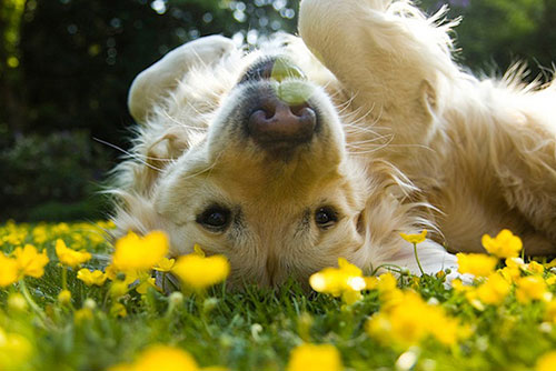 Dog playing in a field