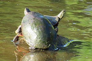 Turtles