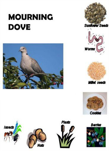 Mourning Dove