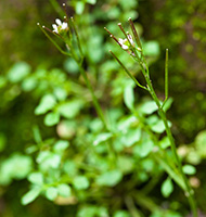 Hairy Bittercress