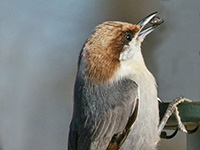 Brown headed nuthatch