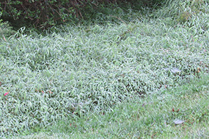 Stilt grass