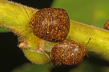 Kudzu Bugs