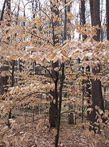 Beef in mixed hardwood