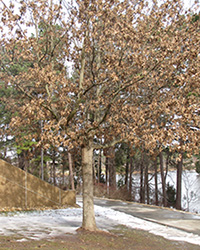 Scarlet Oak outside Module D/E