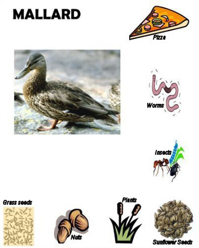Mallard food match game