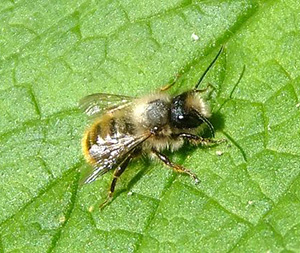 Red mason bee (Osmia bicornis)