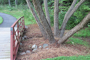 Willow tree by the bridge