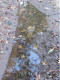 Puddle fish are stranded in