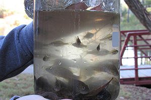 Fish in a beaker