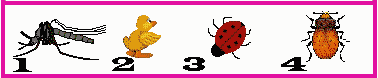 mosquito, duck, ladybug, beetle