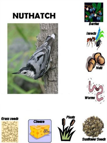 Nuthatch food match game