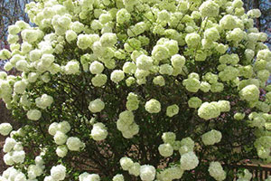 Viburnum sp. puts on a show in the Memorial Gardens