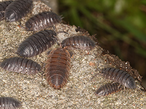 Sowbugs on a rock