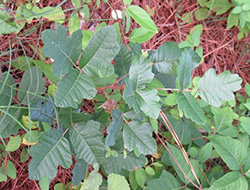 Poison oak