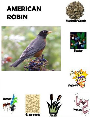 robin.jpg American Robin food match game