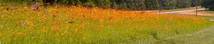 Wildflowers blooming at NIEHS