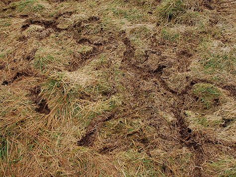vole habitat