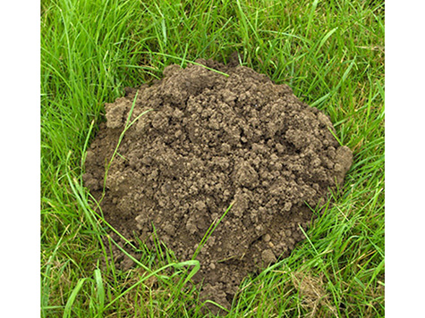 mole hill