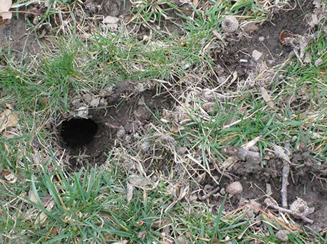vole run