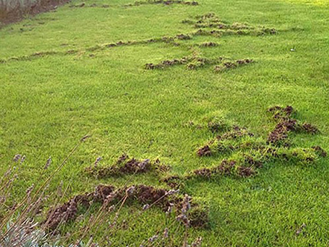 mole run